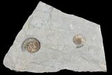 Ammonite (Promicroceras) Fossils - Lyme Regis #103026-1